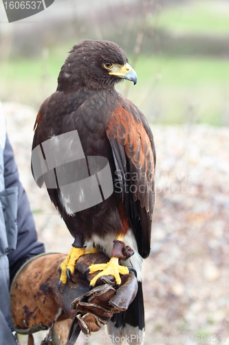 Image of harris hawk