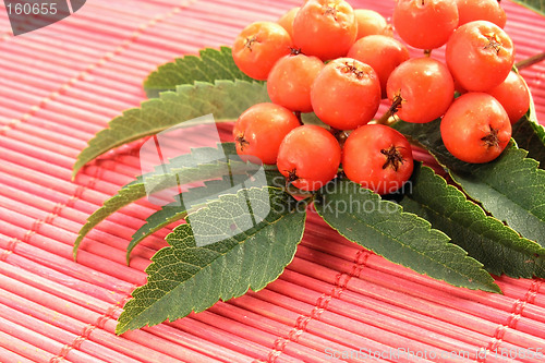 Image of European Rowan fruit