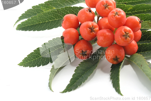 Image of European Rowan fruit