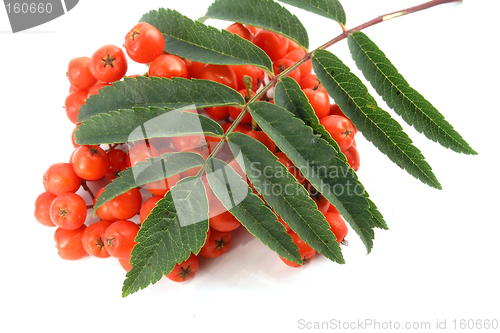 Image of European Rowan fruit