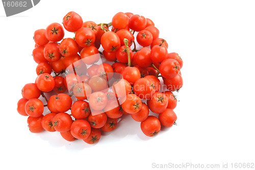 Image of European Rowan fruit