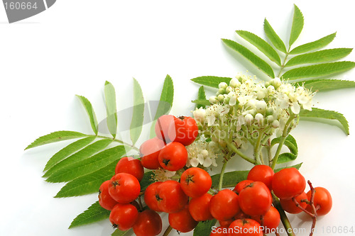 Image of European Rowan fruit