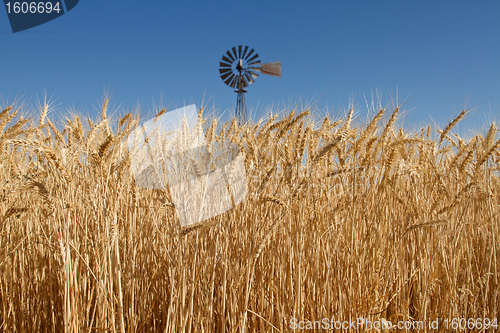 Image of Wheat Grass in Farm Field with Windmill