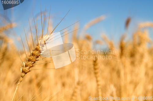 Image of Wheat Grass in Farm Field