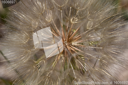 Image of Dandelion Flower Seed Macro Background