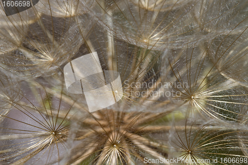 Image of Dandelion Flower Seed Head Macro Closeup