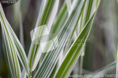 Image of Ribbon Grass Abstract Background 2