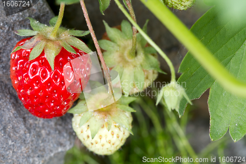 Image of Red Ripe Strawberry Fruit