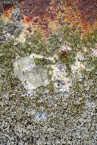 Image of Barnacles on Rusty Shipwreck Vertical