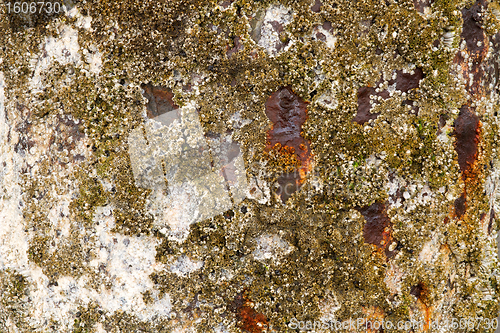 Image of Barnacles on Rusty Shipwreck