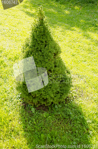Image of Decorative plant juniper bush grow garden meadow 