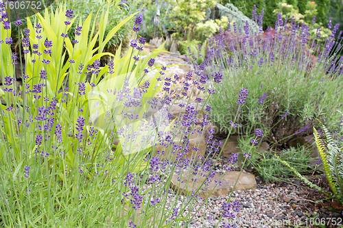 Image of Garden Path with English Lavender Flowers