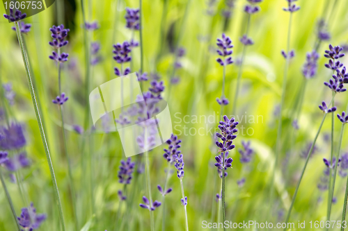 Image of Lavender Flowers Background
