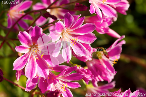 Image of Lewisia Cotyledon Flowers