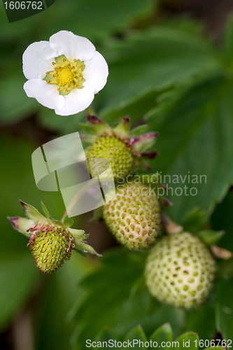 Image of Strawberry Plant with Fruits and Flower