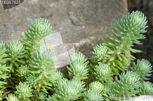 Image of Succulents Growing by the Rocks