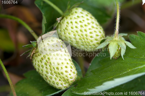 Image of Unripe Green Strawberry Fruits