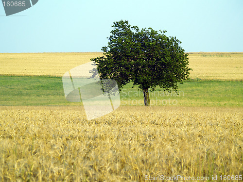 Image of lonely tree