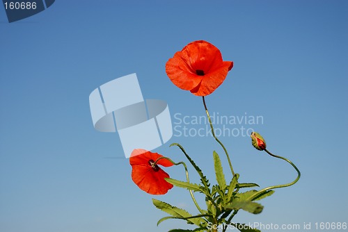 Image of poppys