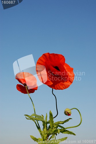 Image of poppy