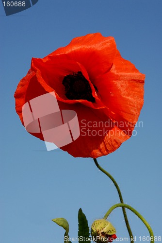 Image of poppy