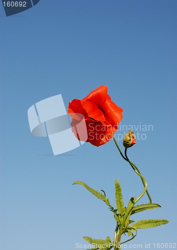 Image of poppy