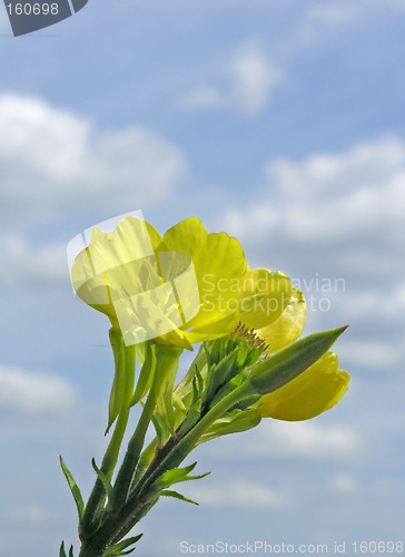 Image of evening primrose