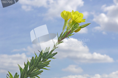 Image of evening primrose