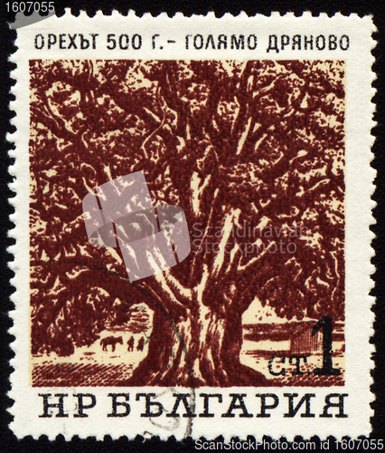 Image of Old 500-years nut-tree in Golyamo-Dryanovo on post stamp