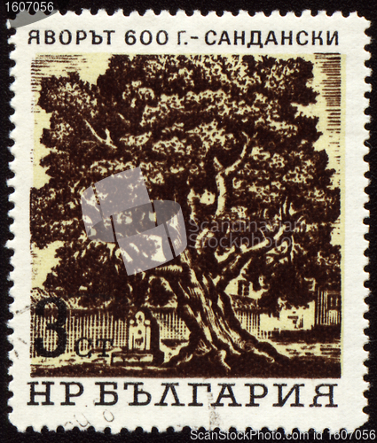 Image of Old 600-years tree in Sandanski on post stamp