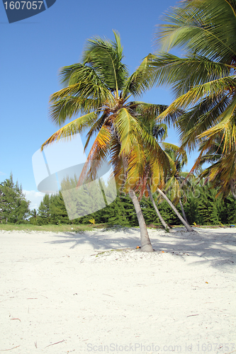 Image of coconut beach