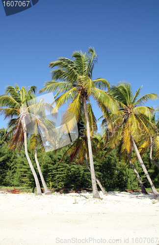 Image of tropical beach