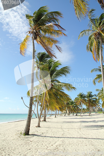 Image of coconut trees