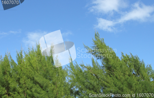 Image of tropical pine trees