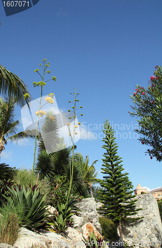 Image of tropical garden