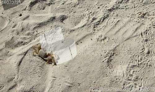 Image of beach crab