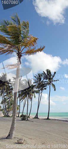 Image of tropical beach