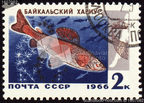 Image of Baikal grayling on post stamp