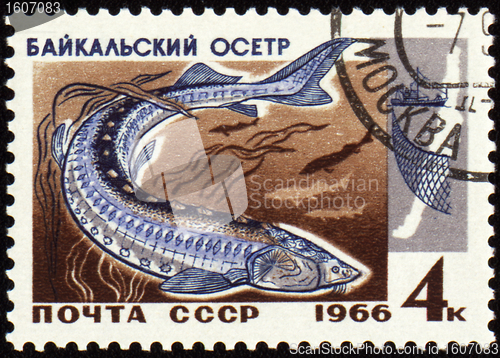 Image of Baikal sturgeon on post stamp