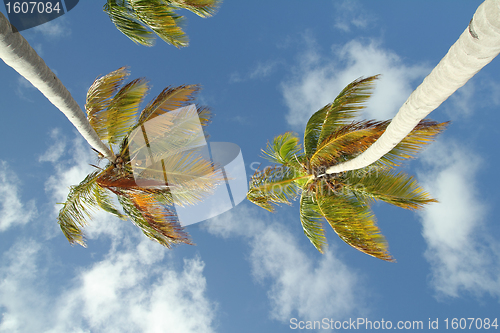 Image of two palm trees