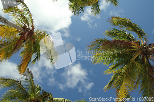 Image of coconut trees background