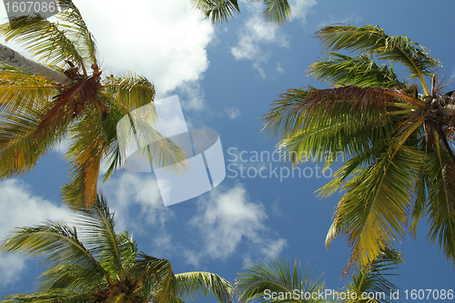 Image of coconut trees background