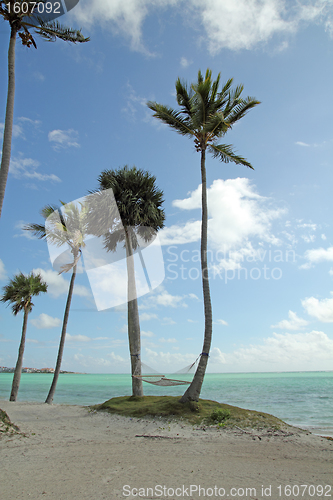 Image of beach hammock