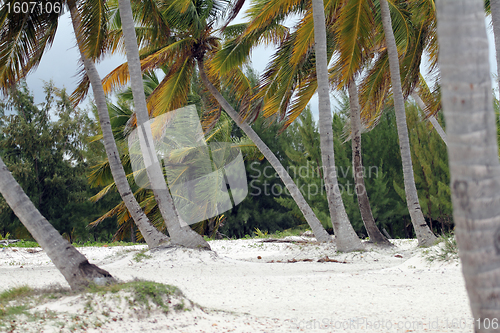 Image of tropical trees