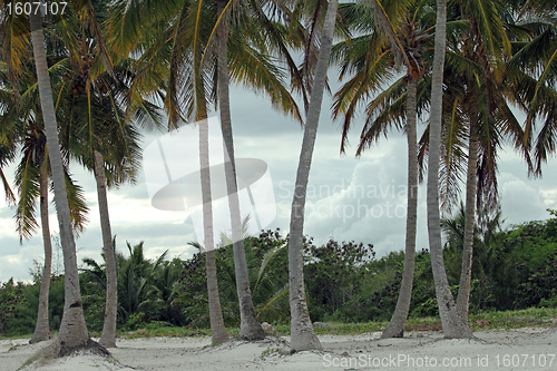 Image of tropical trees