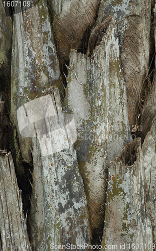 Image of palm tree bark