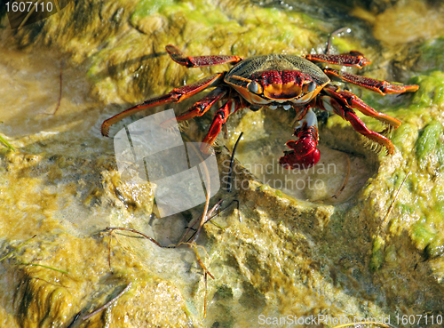Image of red crab