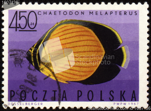 Image of Black-eye butterflyfish (Chaetodon melapterus) on post stamp