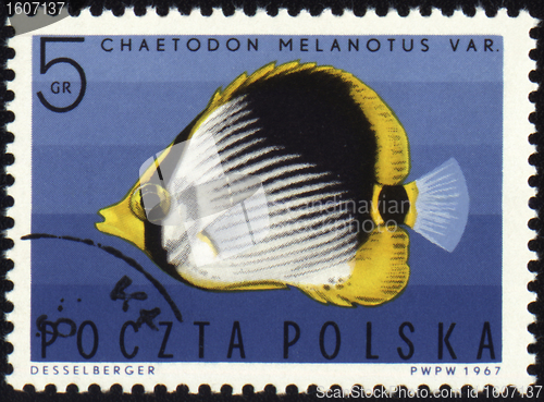 Image of Striped Butterflyfish on post stamp