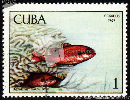 Image of Fish Apogon maculatus on post stamp